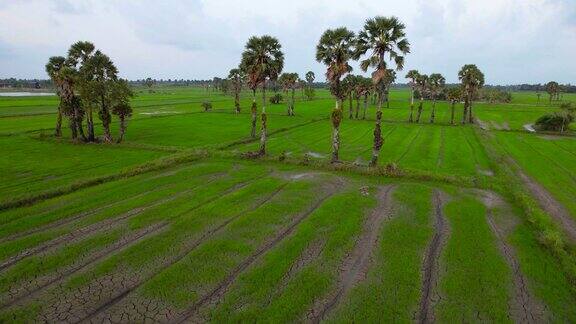 甘蔗棕榈树和绿色稻田的鸟瞰图