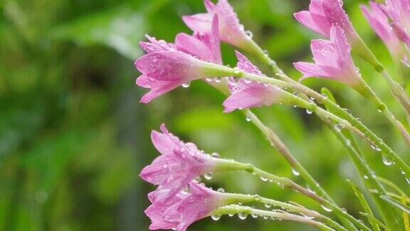 雨中粉红色的花水滴落在花上