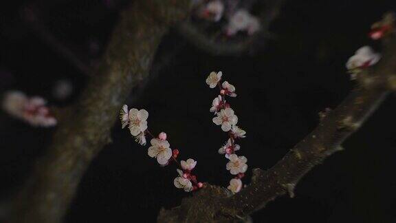 日本白梅梅花在夜晚绽放