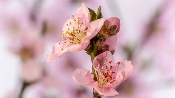 桃花盛开在水平格式时间流逝4k视频桃树在春天开花的录像