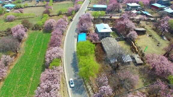 西藏林芝的桃花