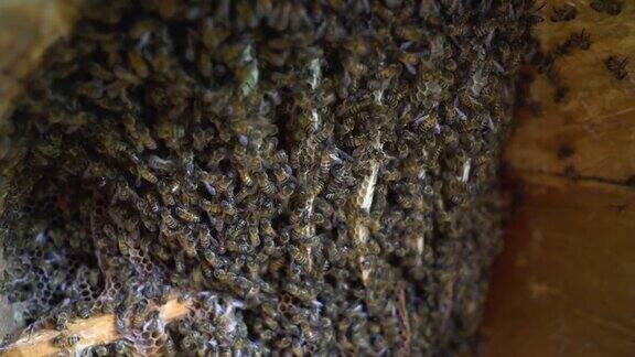 天然蜂房和蜂群