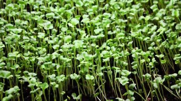 植物生长在春天的时间流逝4k概念的生命起源温室农业中新生西洋菜沙拉的种子发芽