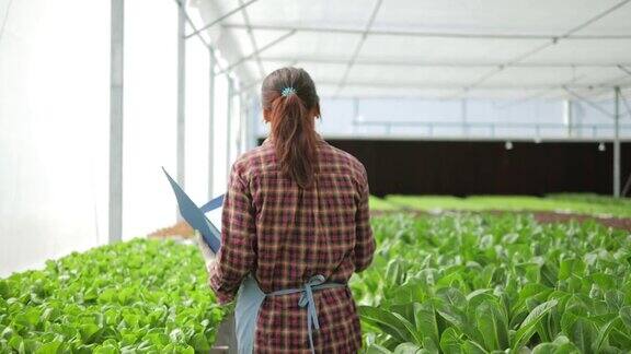 亚洲女农民在大棚农场检查有机水培菜园的数量和质量有机蔬菜种植在水农业业务