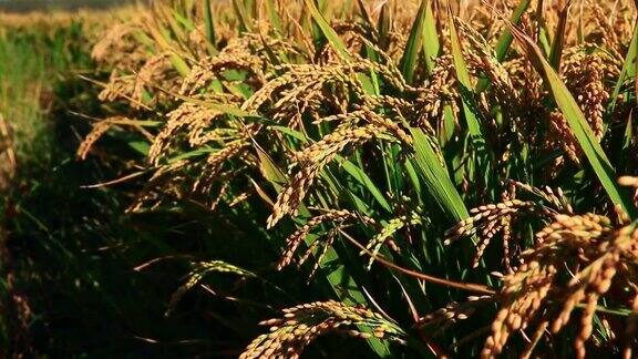 在乡下成熟的稻田里稻谷在风中摇曳