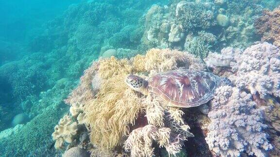 热带海洋中的海龟