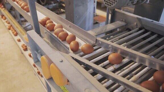 鸡蛋在传送带上经过几个鸡蛋正被送到分选机