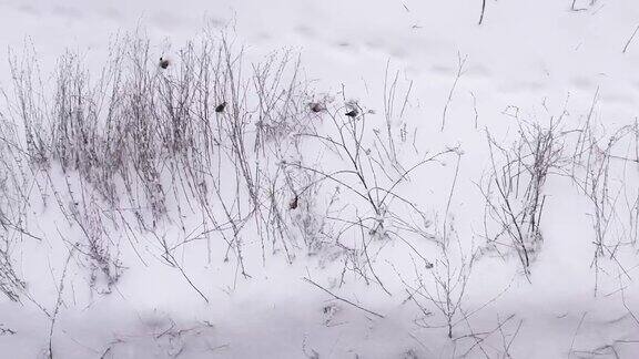 冬天的背景与鸟类在拉普兰美丽的冬季顶视图鸟在下雪的树枝上雪花冬天冷
