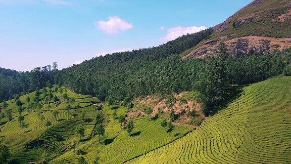 印度喀拉拉邦穆纳尔的茶园美丽的青山景色