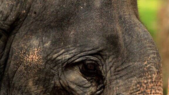 大象的眼睛