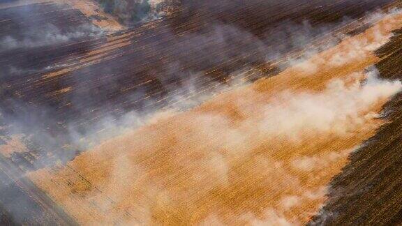 从无人机拍摄的收获景象后玉米地发生4k火灾