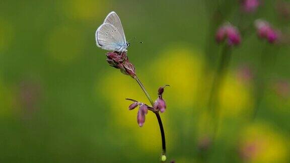 美丽的蓝蝴蝶在粉红色的花上