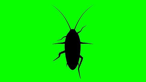 固定蟑螂在绿色屏幕上CG动画剪影循环