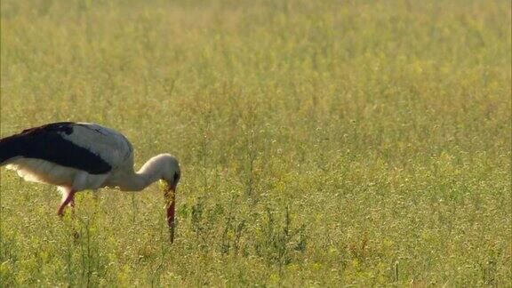 白色的鹳(lat在沼泽上白鹳是白俄罗斯的象征之一它是一种白色的鸟翅膀的尾端是黑色的脖子很长喙又长又细是红色的腿又长又红