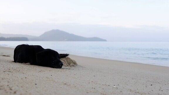 “黑狗”躺在沙滩上海浪拍打着模糊的山海背景