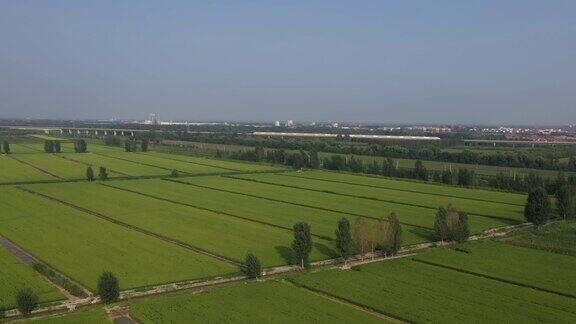 航拍夏季农村绿色稻田