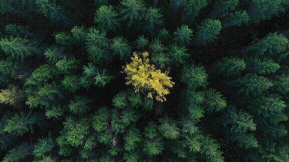 绿色森林里的黄树