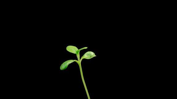向日葵植物生长的时间推移