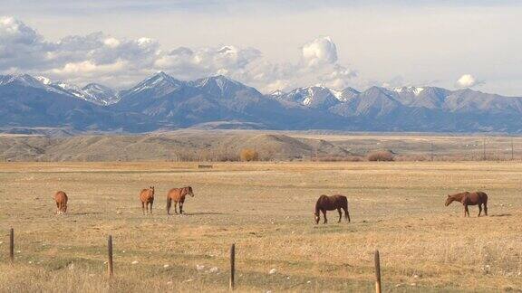 近距离观察:马在落基山脉下的牧场放牧