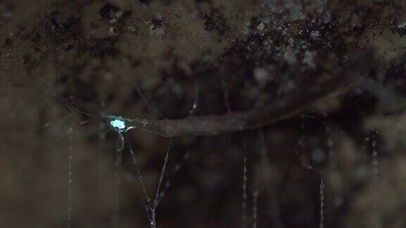 发光的蠕虫移动在Web-宏