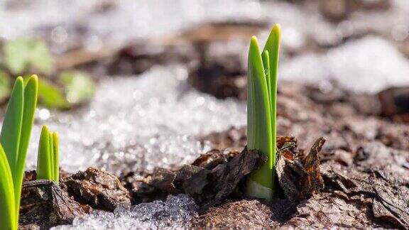 时间流逝的视频雪融化附近的绿色嫩芽生长通过雪在春天