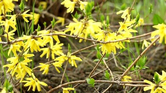 黄色的小檗花