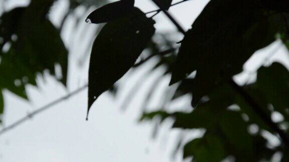 下着大雨剪影的叶子被风吹起