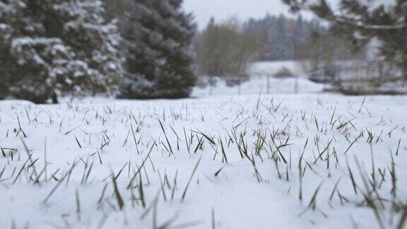 近距离-雪花飘落在草地上