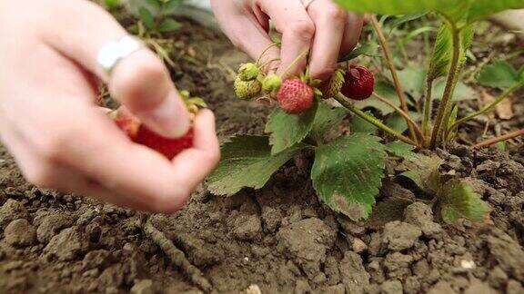 农民在草莓农场采摘草莓正面