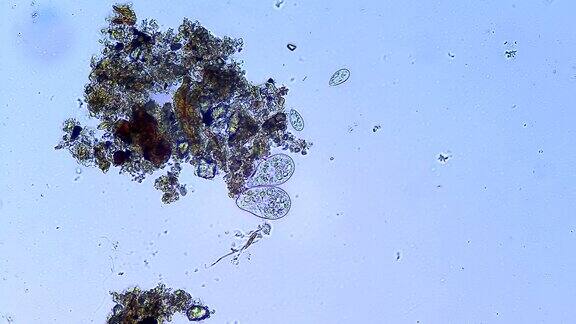 Сiliates微生物显微镜放大20倍