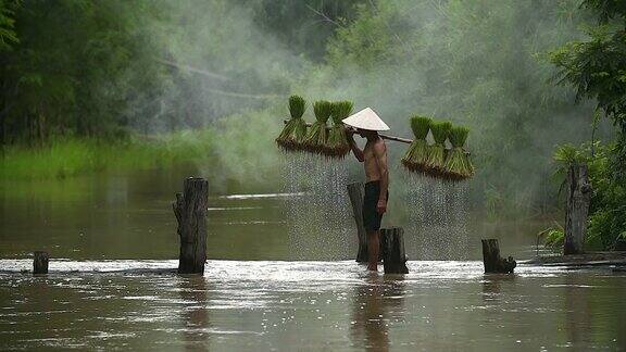农民在雨季种植水稻他被水和泥浸透准备播种