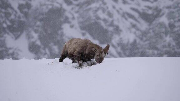 大角羊冬天