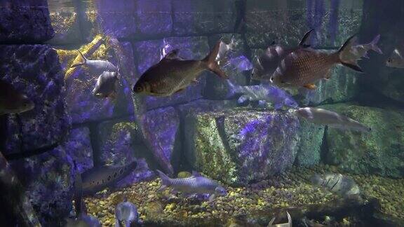 水下海洋世界水族馆有一个大水族馆海鱼在装饰过的水族箱里游泳