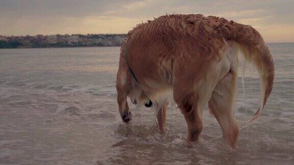 日出慢镜头中华丽的金毛寻回犬在海水中嬉戏