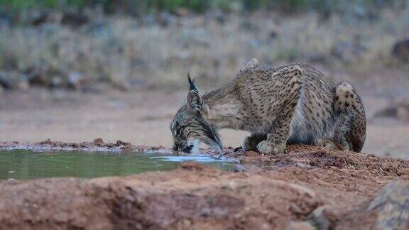 伊比利亚山猫山猫在池塘里喝水