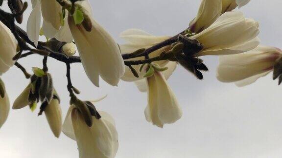 白玉兰的花蕾近距离开花