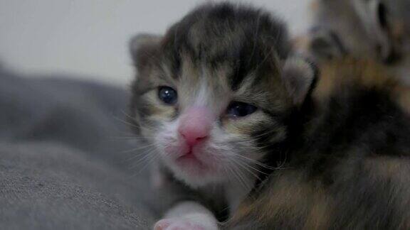 两只刚出生的小猫正以可爱的方式睡觉来自猫概念的新生小猫