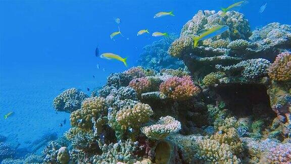 埃及的马萨阿拉姆红海的珊瑚礁上有一群黄色的鲷鱼
