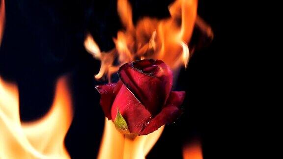 黑色背景上燃烧的红玫瑰的慢动作