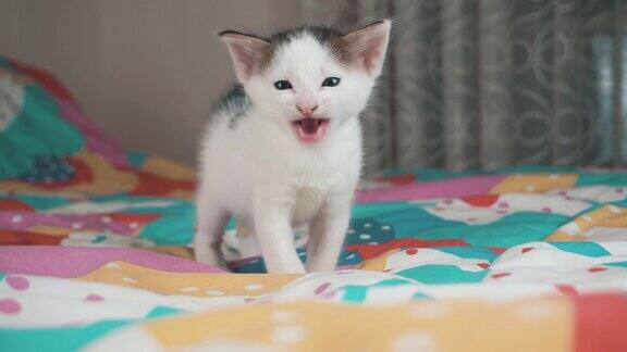 喵喵叫的小猫彩色背景上的小猫可爱的新生宠物猫是喵