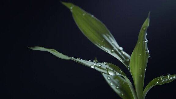 竹叶树叶上的水珠热带雨
