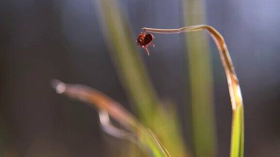 近距离观察美国狗蜱在自然界的草茎上交配这些蛛形纲动物在春季最活跃可能引发莱姆病或脑炎