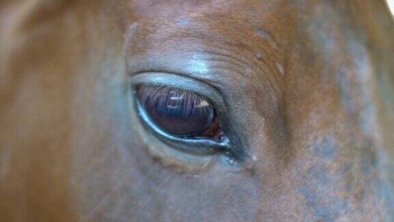 一只棕马的眼睛