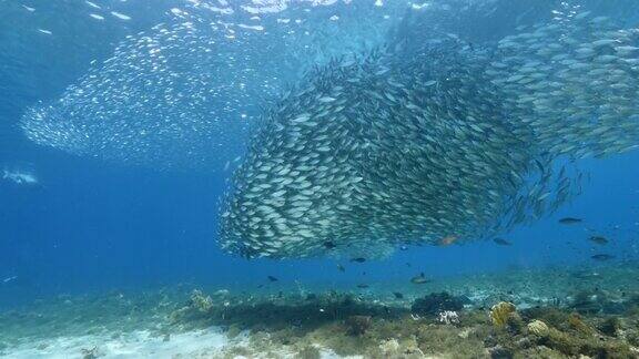 在加勒比海库拉索岛的珊瑚礁的绿松石水中的鱼饵球鱼群