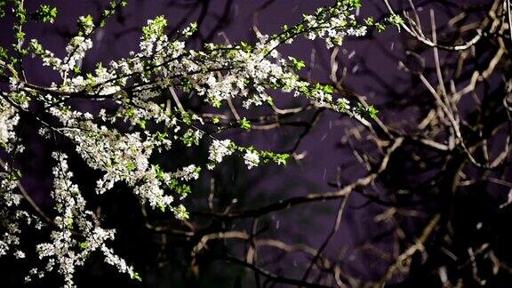 春天的雪与盛开的白色樱桃树