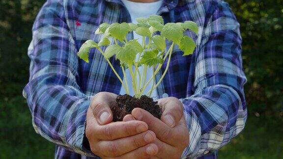 农民的手拿着小黄瓜苗的芽把植物带到镜头前