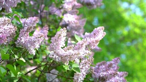 鲜花盛开的丁香花美丽的紫丁香花在户外树枝上开着丁香花