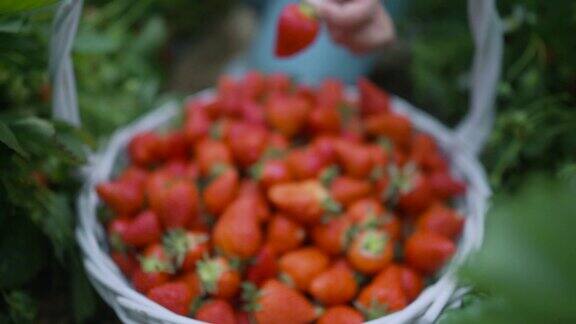 一大堆新鲜的草莓镜头击中了一棵草莓幼苗