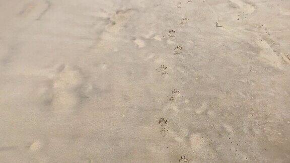 沙滩上的狗爪印