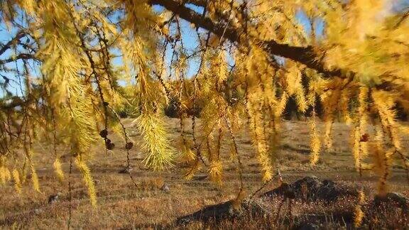 在秋天的阿尔泰山上穿过一片黄色的落叶松树林